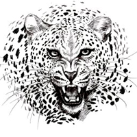 CeleritasForex