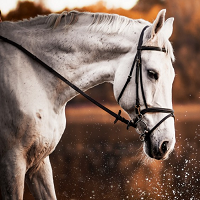 Willing horse EURUSD