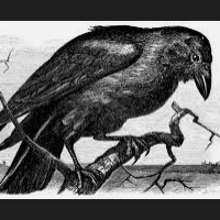 The Raven EA